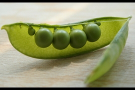 Photo d'Isabel Eyre, "Peas" (licence _CC-BY)