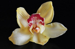 orchidée BY CpaKmoi_CC BY-NC-ND 2.0