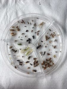 Insects in the lab